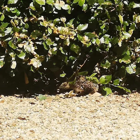 度假居 Duguesclin 拉弗罗瑟利尔