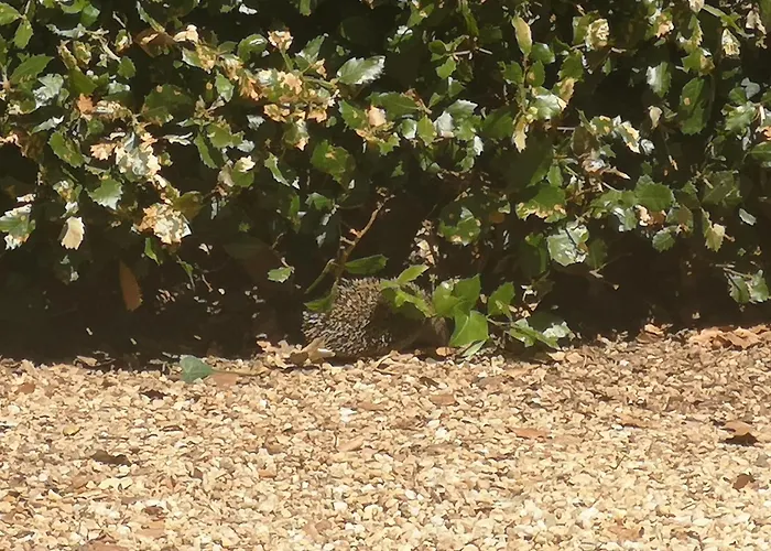 Duguesclin Casa vacanze *