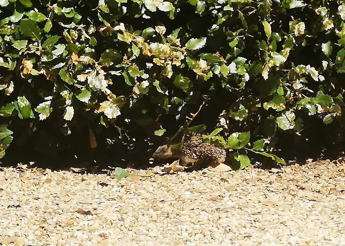 Casa vacanze Duguesclin La Flocellière